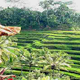 Illustration for article titled Things to Do in Bali